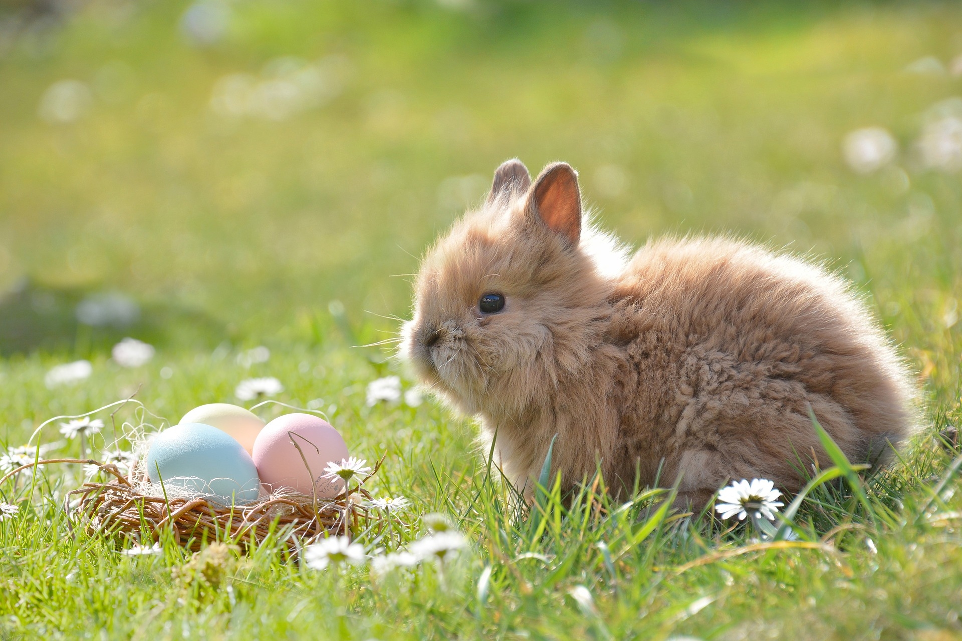 Storia del coniglio pasquale 